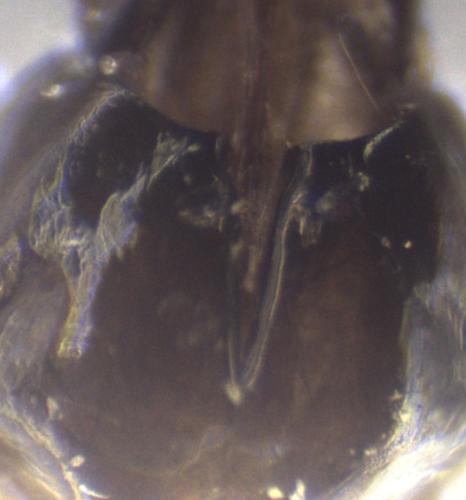 Réf. 353 339 : Chrysis inaequalis